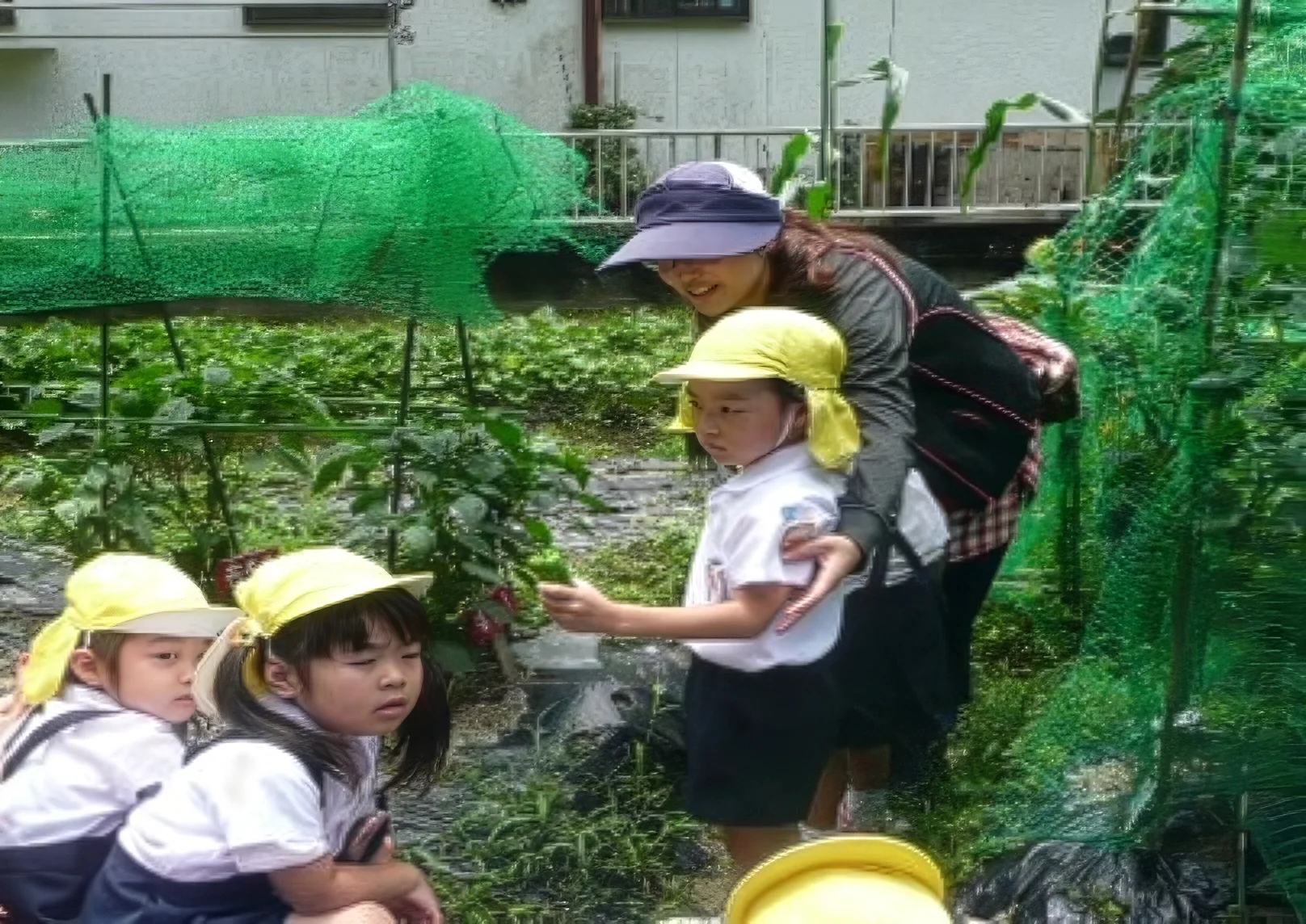 ピーマンのお世話をする園児