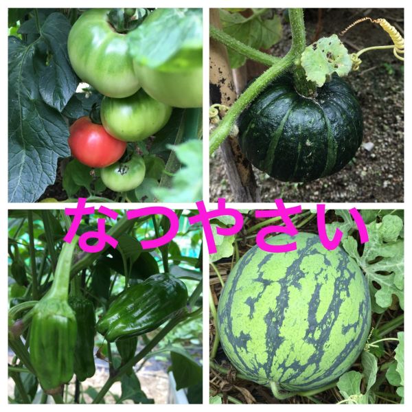 夏野菜のおなか①★真帆
