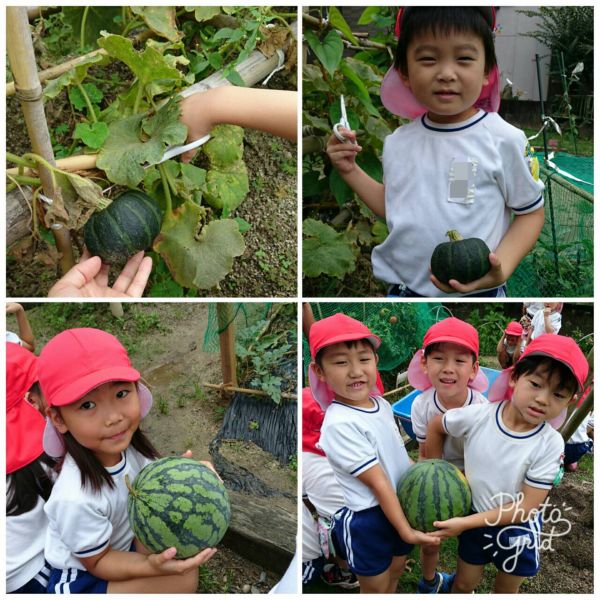 夏野菜の収穫♪★千尋