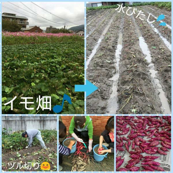 🍠おいも掘り…行きたーい‼️🍠★水城幼稚園 芋部隊一同