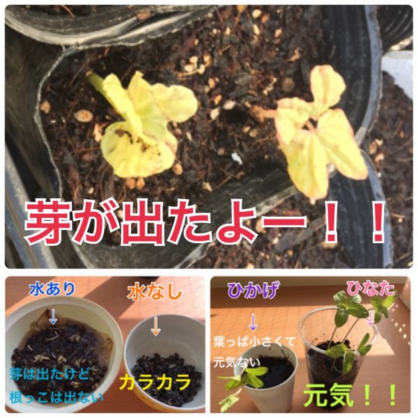 あさがおの種★沙奈重 サムネイル