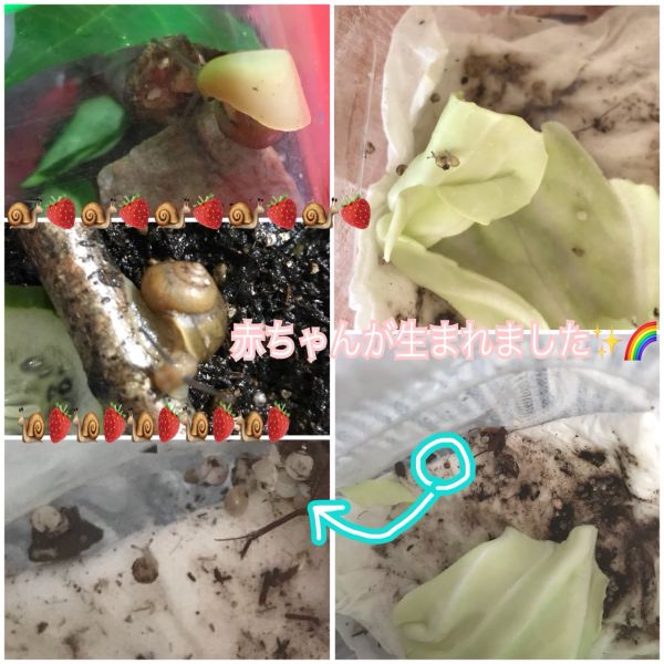 いちごちゃん🐌🍓★美寿々 サムネイル