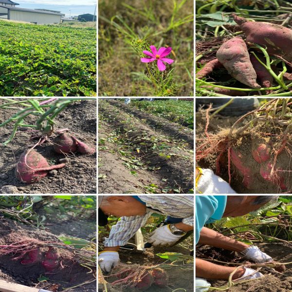 2018年お芋部隊出動🍠★洋子 サムネイル