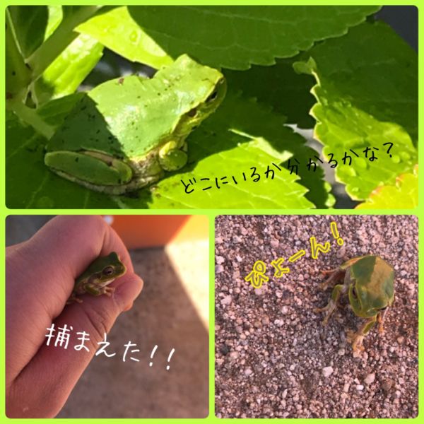 ピョンピョン🐸🌷★みく サムネイル