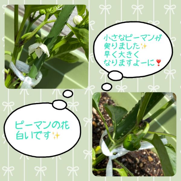 ピーマンが大きくなりました！★莉奈 サムネイル