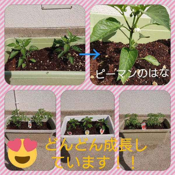 ピーマンの花★永里子 サムネイル