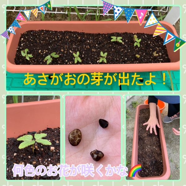 あさがおの芽がでたよ🌈★里央 サムネイル