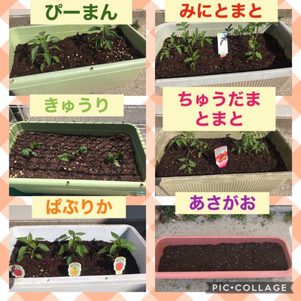 大きくなぁれ★まさよ サムネイル
