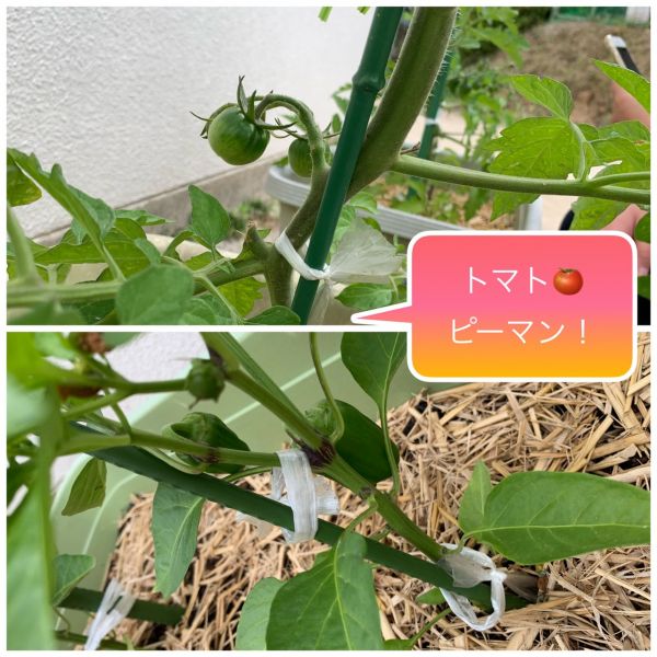 6月1日★美寿々 サムネイル