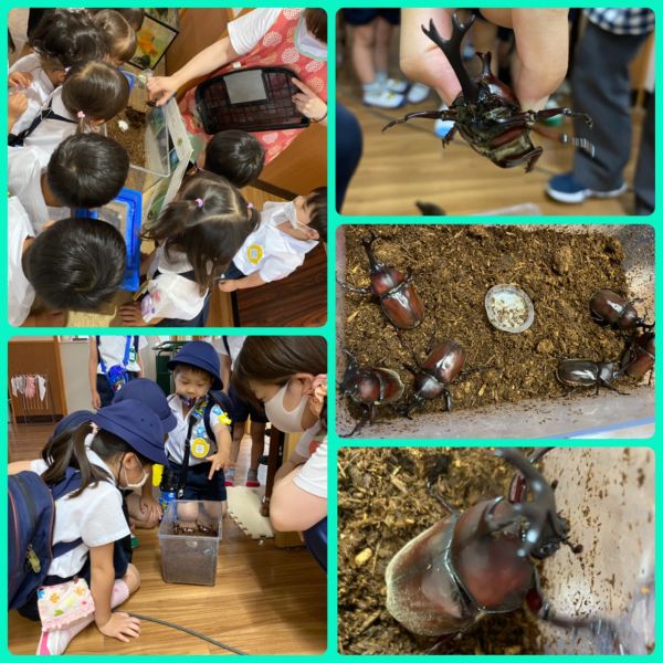 カブトムシ😃★理奈 サムネイル