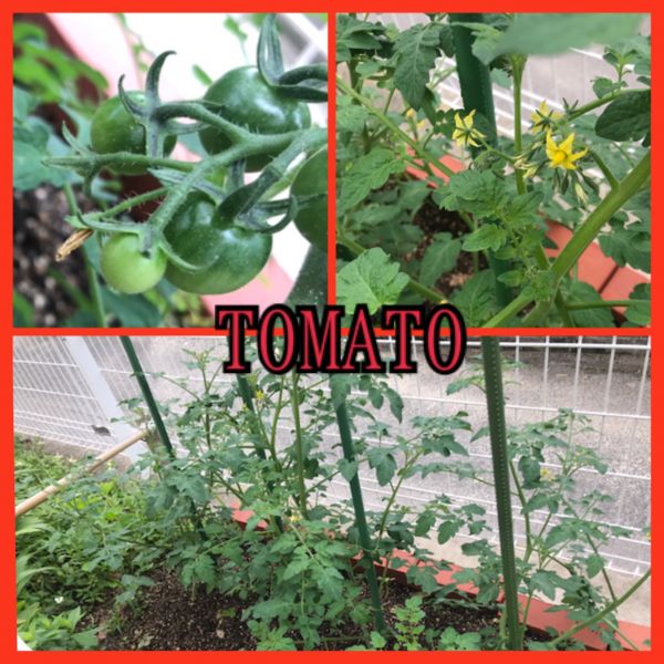 トマト🍅★はと組 サムネイル