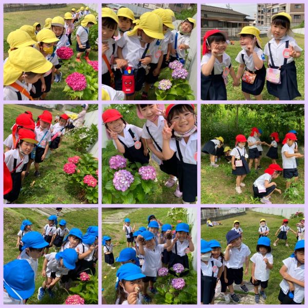 紫陽花見学★もも組 サムネイル
