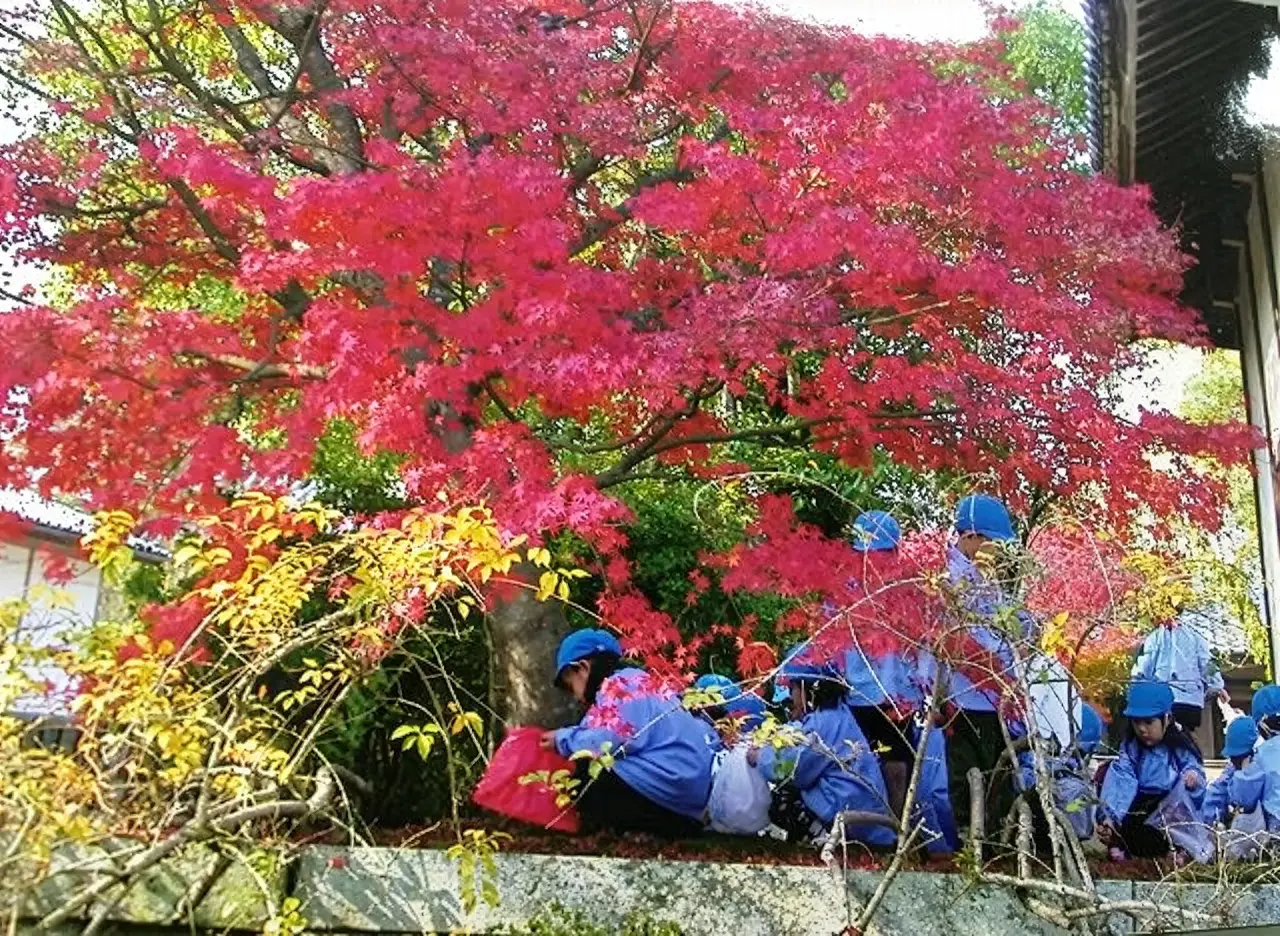 落葉ひろい（観世音寺）